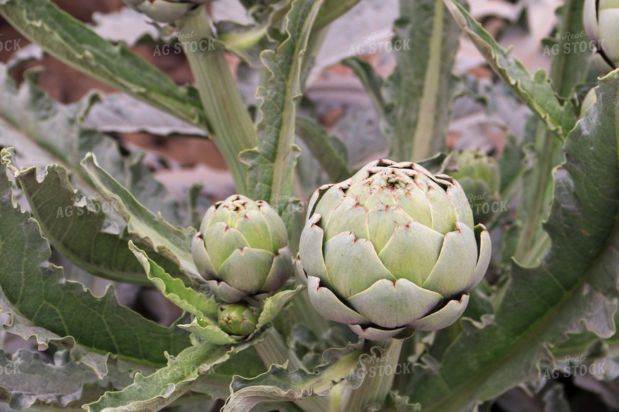 Artichokes 105080