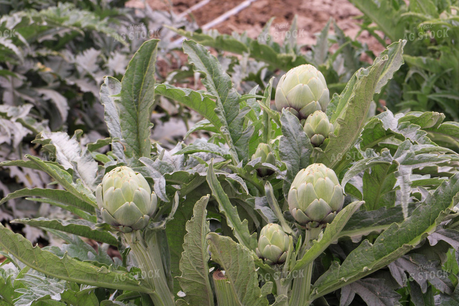 Artichokes 105081