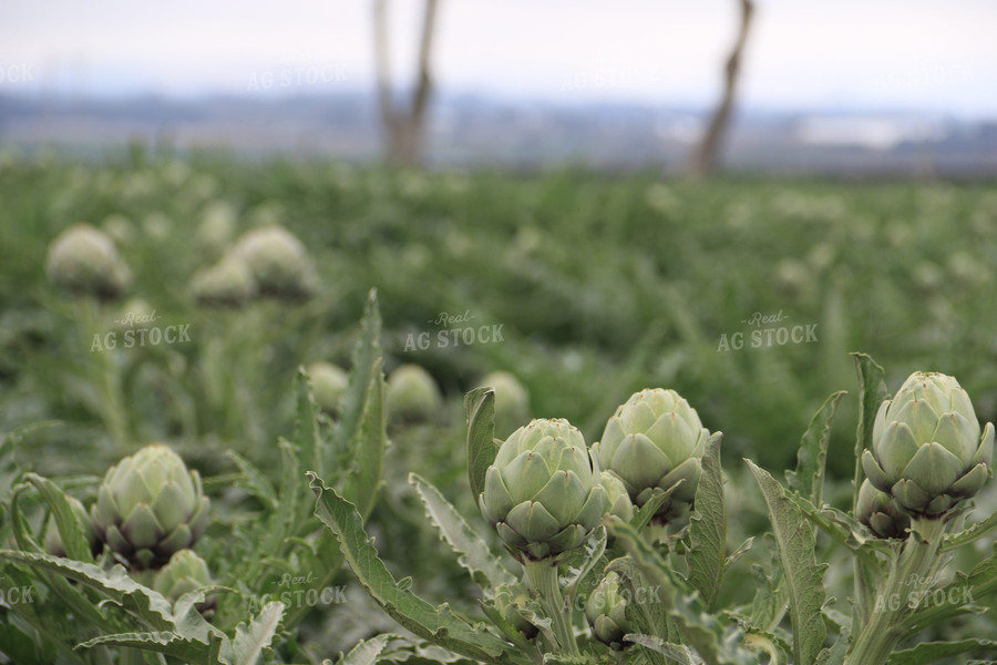 Artichokes 105085