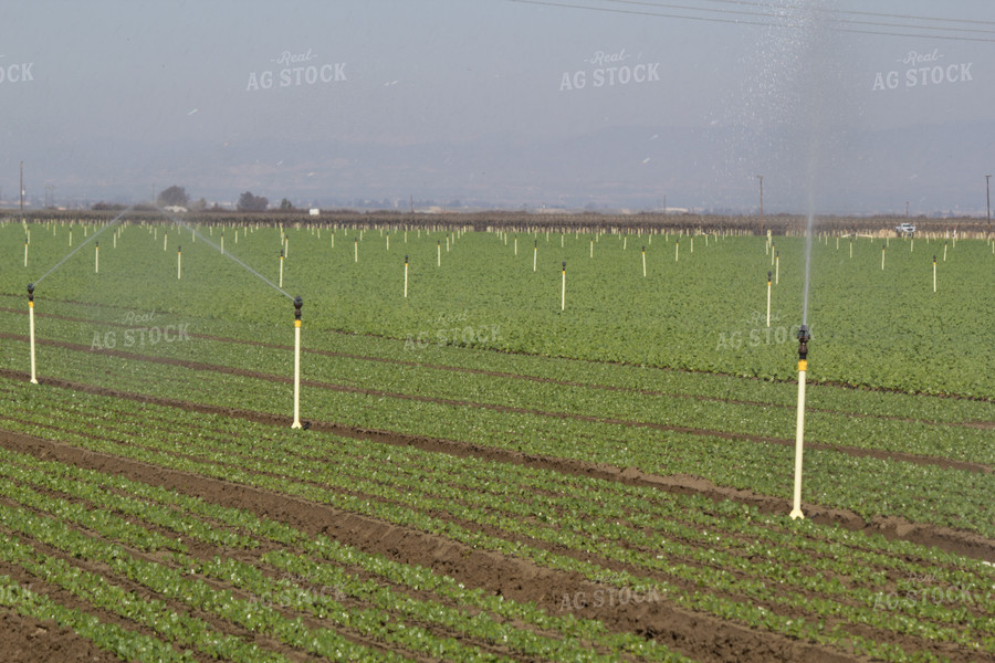 Irrigation System in Field 105093