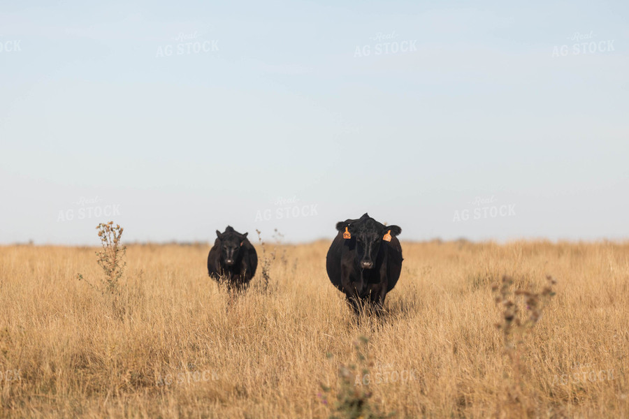 Angus Cattle in Pasture 72111