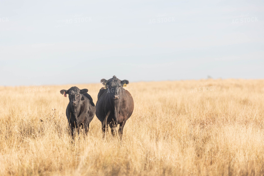 Angus Cattle in Pasture 72112