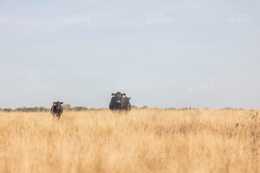 Angus Cattle in Pasture 72113