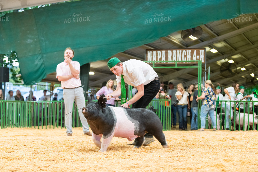 Farmer Showing Pig 107081