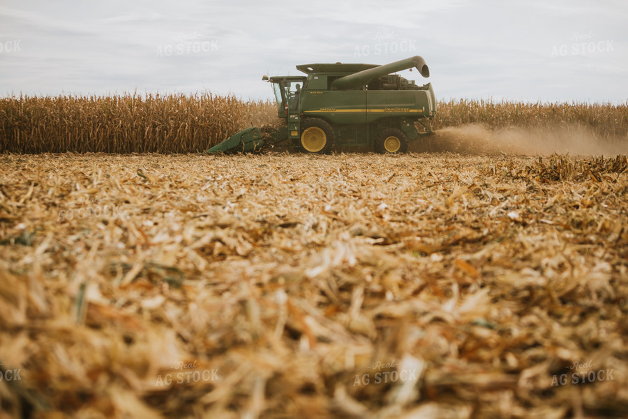 Corn Harvest 6561