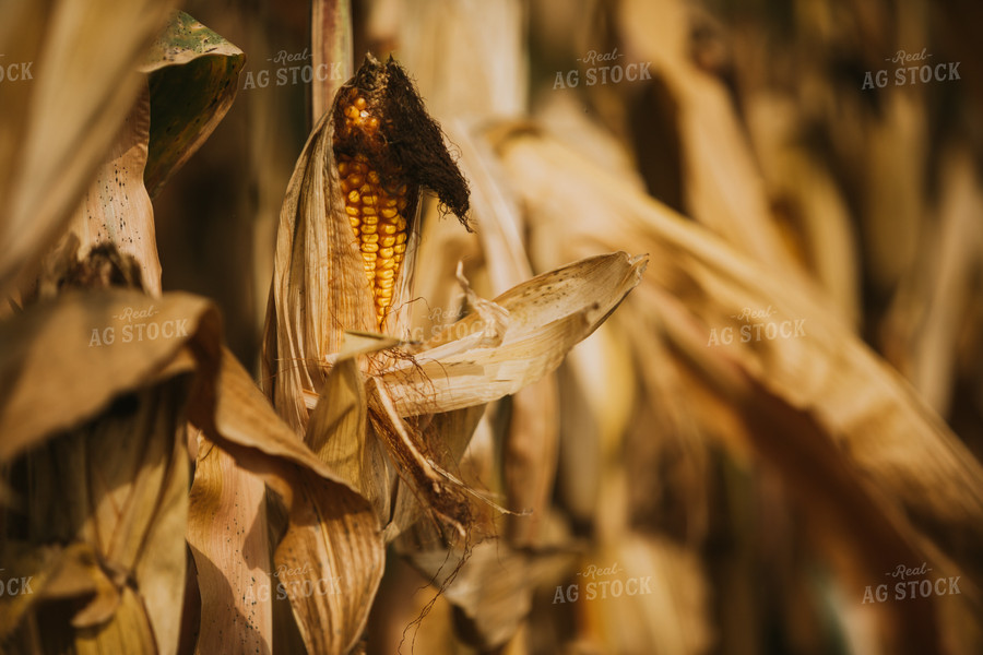 Stalks and Ear of Corn 6564