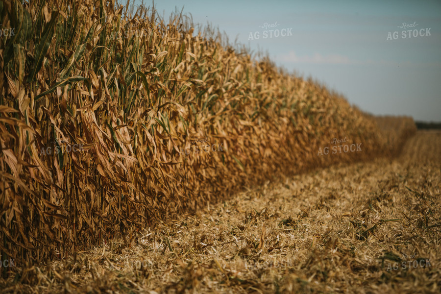 Corn Harvest 6565