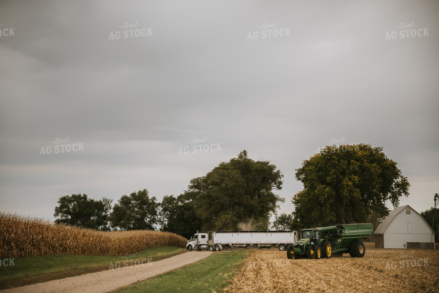 Corn Harvest 6642