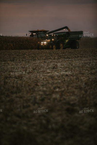 Corn Harvest 6705