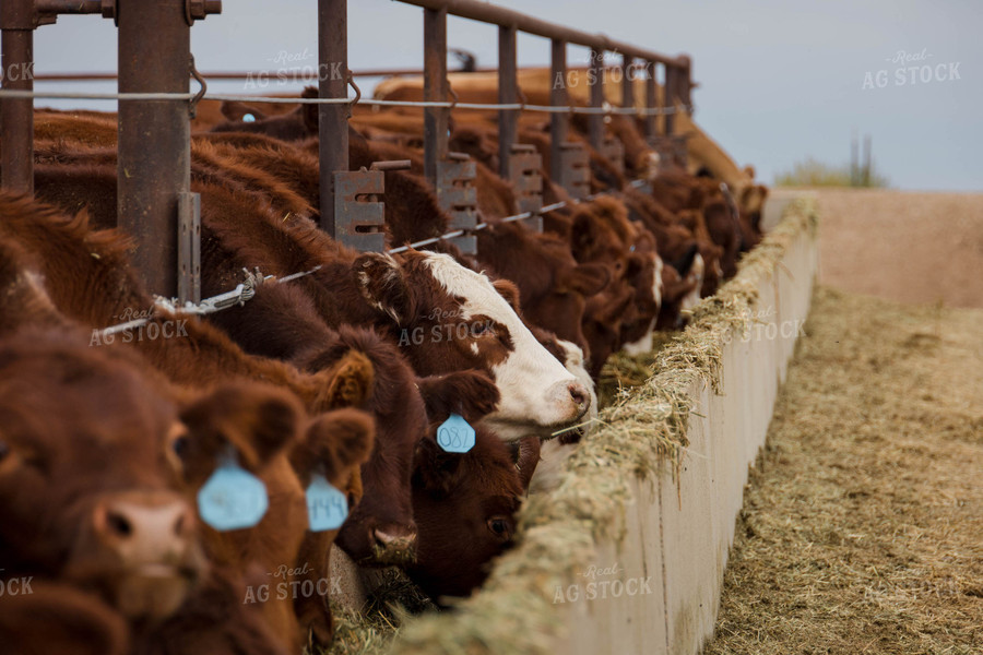 Cattle Eating Out of Trough 97066