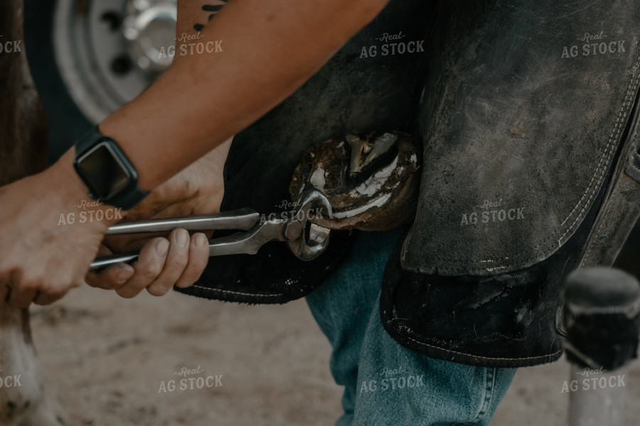 Trimming Horse Hooves 58236