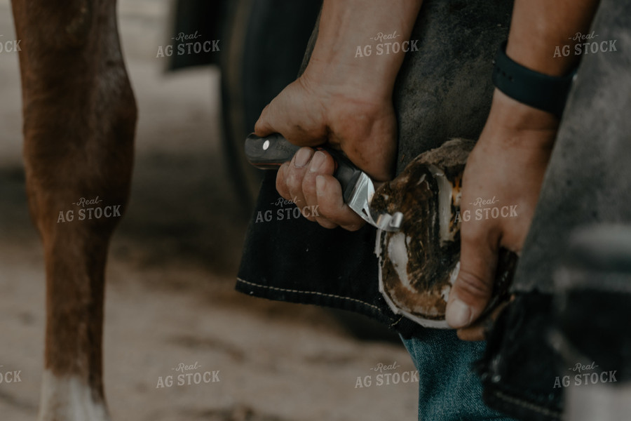 Trimming Horse Hooves 58237