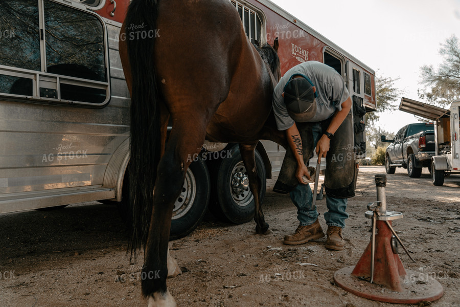 Trimming Horse Hooves 58238