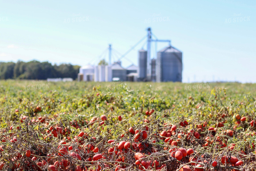 Tomato Field 109020