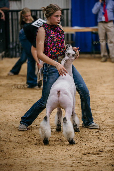 Farm Kid Showing Sheep 98039