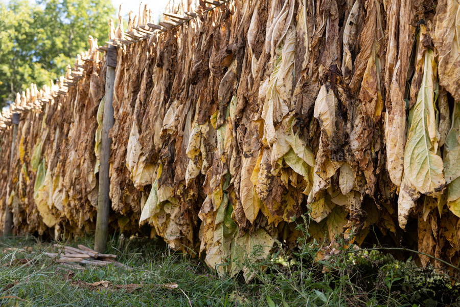 Curing Tobacco 52556