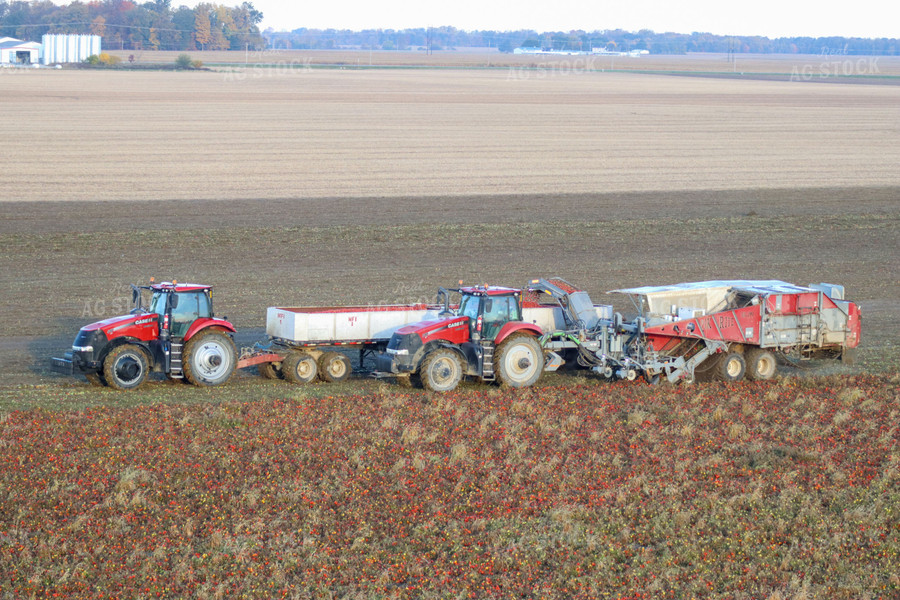 Tomato Harvest 109031