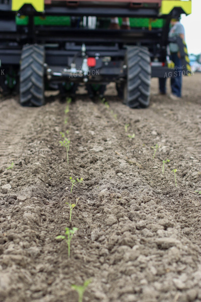 Planting Tomatoes in Field 109046