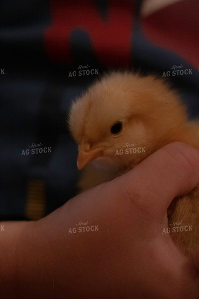 Person Holding Chick 108032