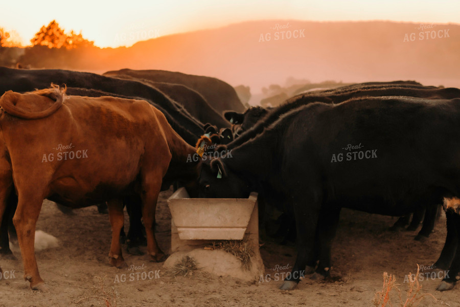 Cattle Eating Out of Trough 108030