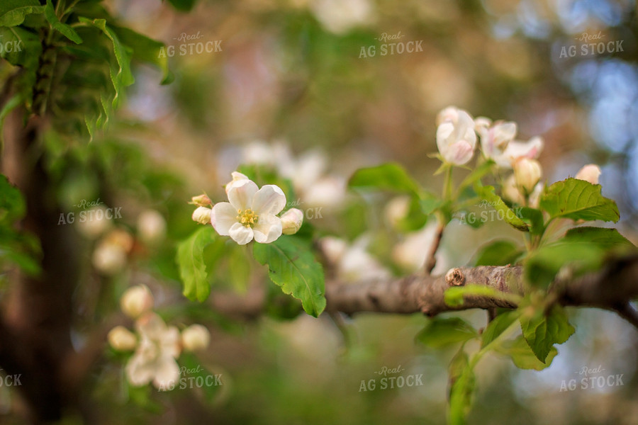 Blossoming Apple Tree 93127