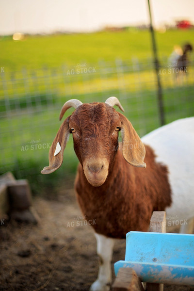 Goats in Farmyard 93138