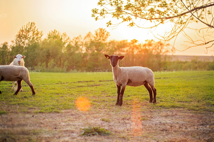 Sheep in Pasture 93163