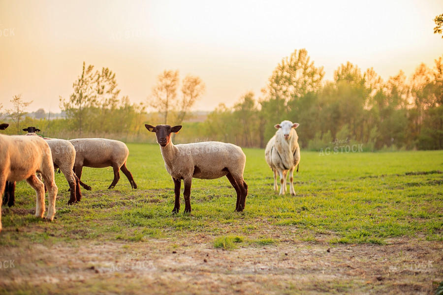 Sheep in Pasture 93164