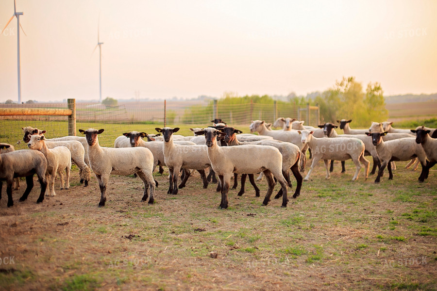 Sheep in Pasture 93167