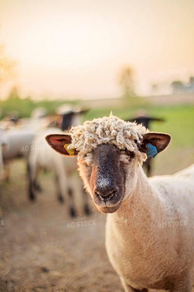 Sheep in Pasture 93169