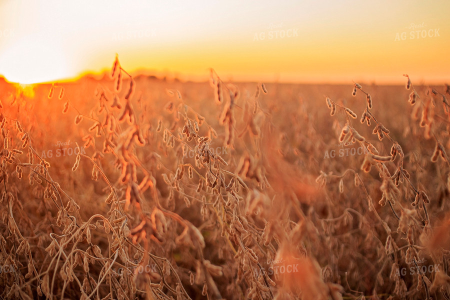 Dried Soybeans 93191