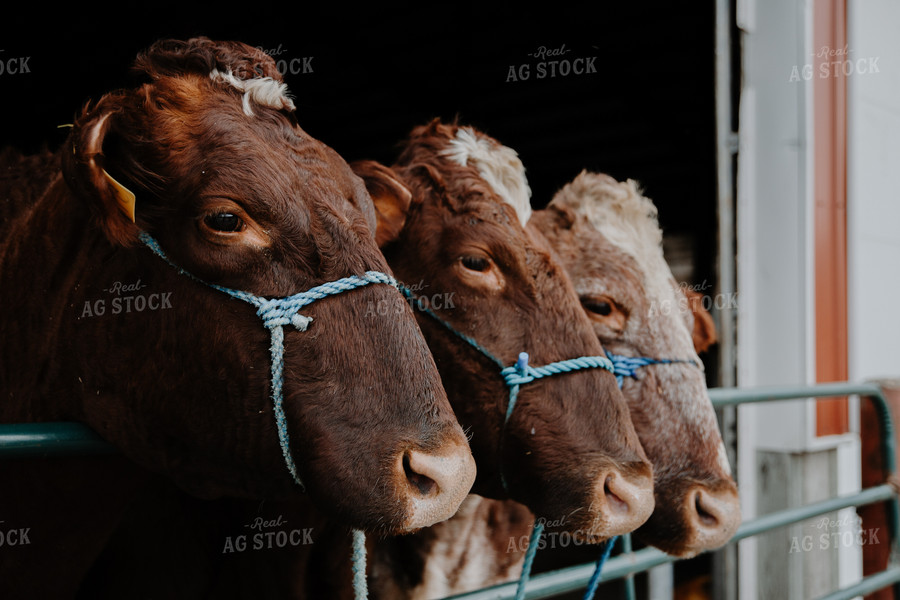 Cattle in Farmyard 116004