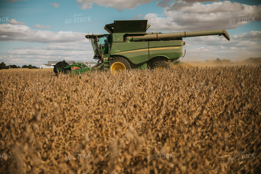 Soybean Harvest 6889