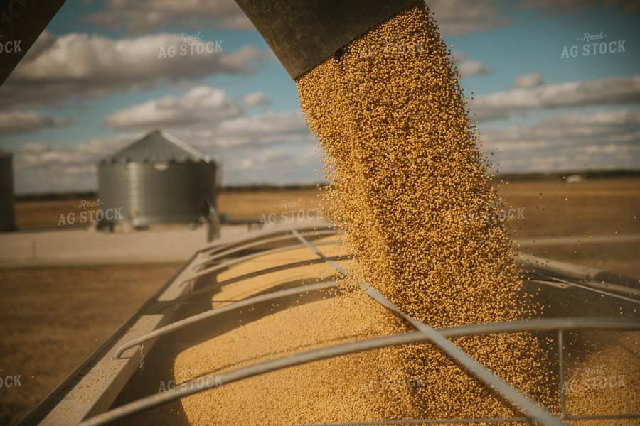 Unloading Soybeans into Semi 6894