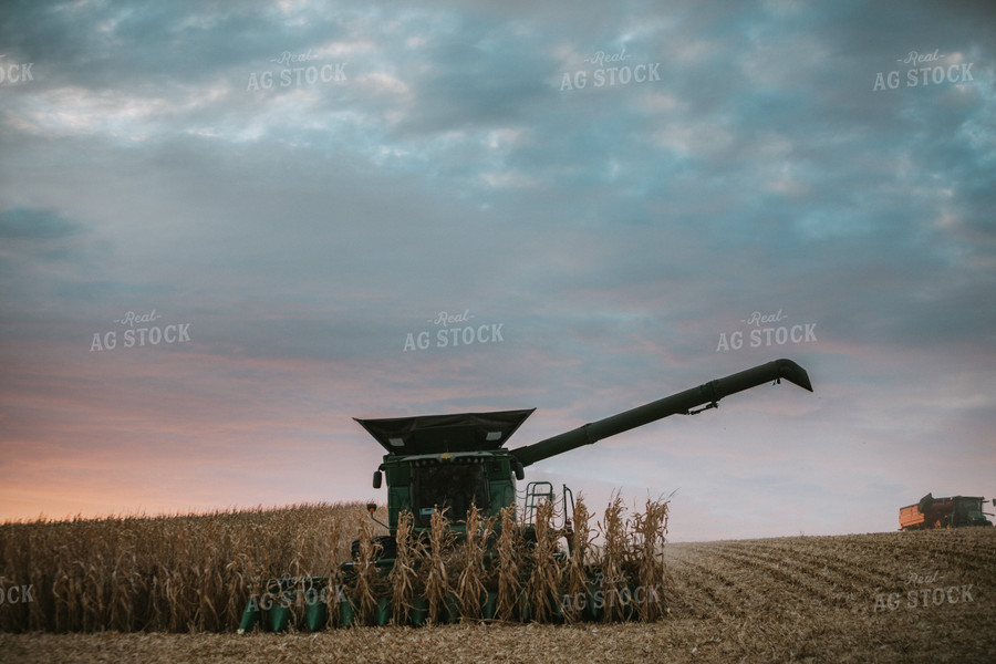 Corn Harvest 6919