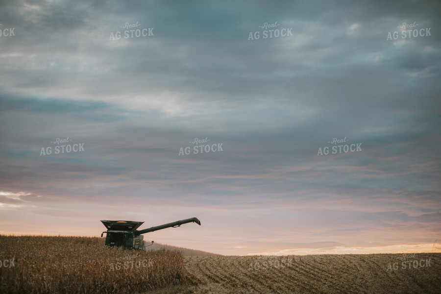 Corn Harvest 6925