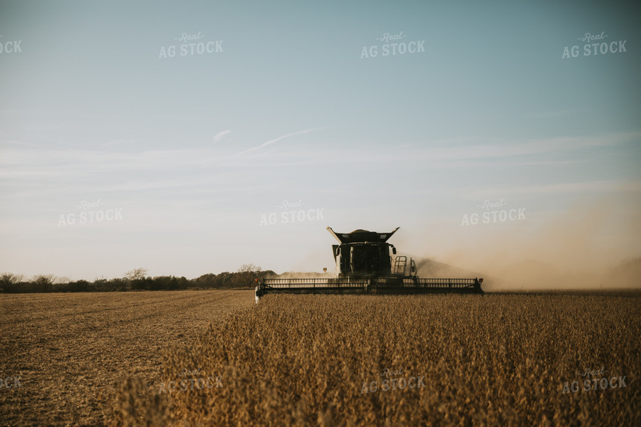 Soybean Harvest 7199