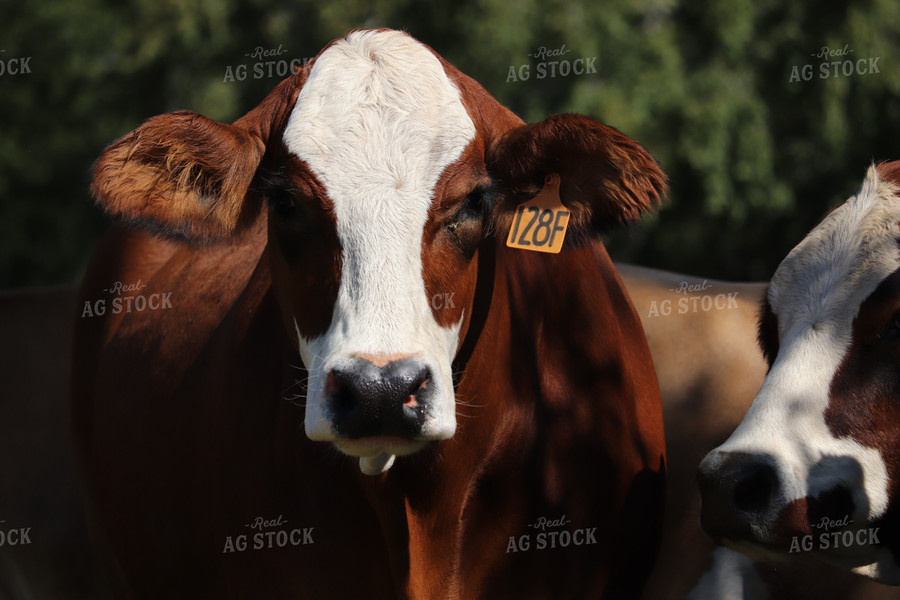 Simbrah Cattle in Pasture 102019