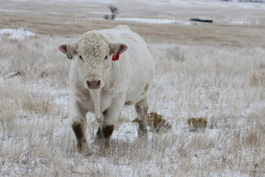 Charolais Calf in Snowy Pasture 117001