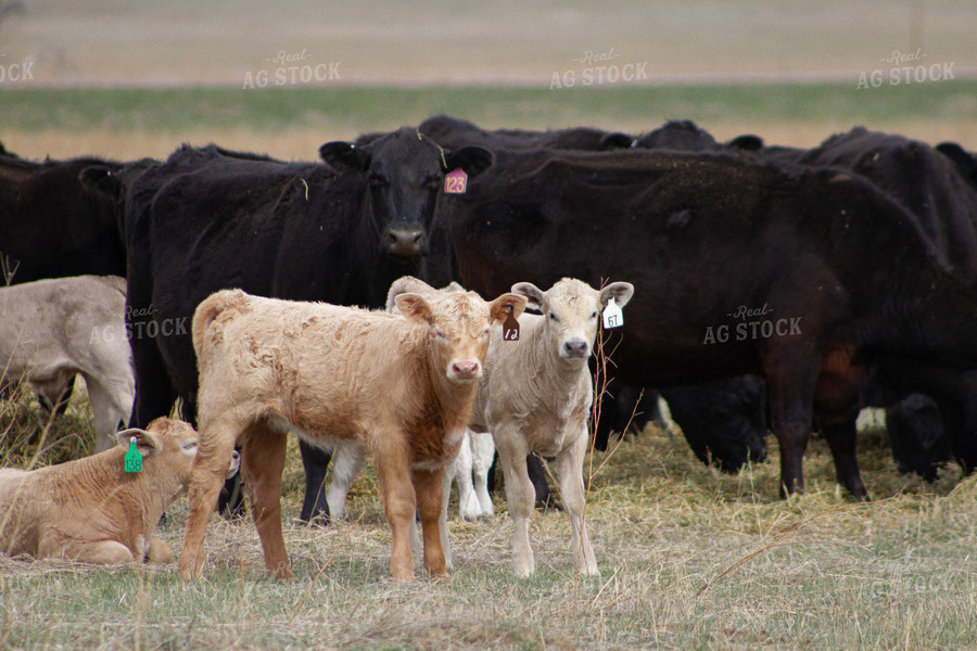 Cattle in Pasture 117007