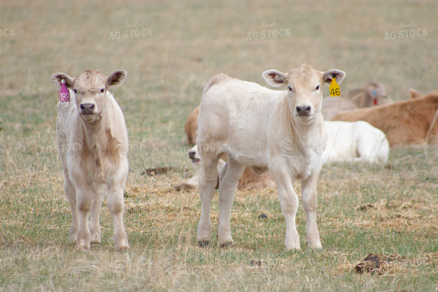 Charolais Calves in Pasture 117008