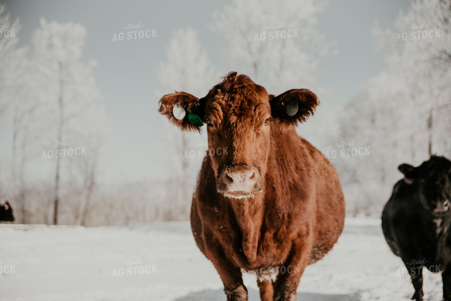 Angus Cattle in Snowy Pasture 118002