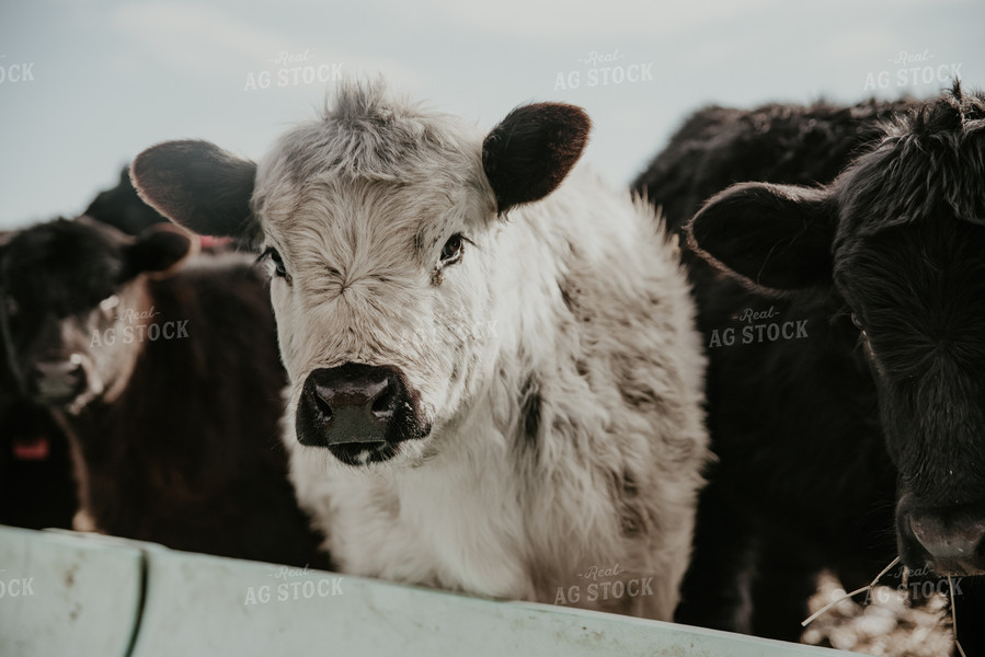 Cattle in Farmyard 118011