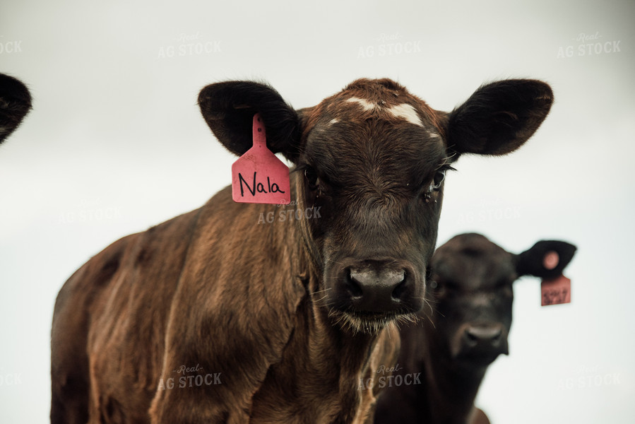 Angus Calf in Pasture 118026