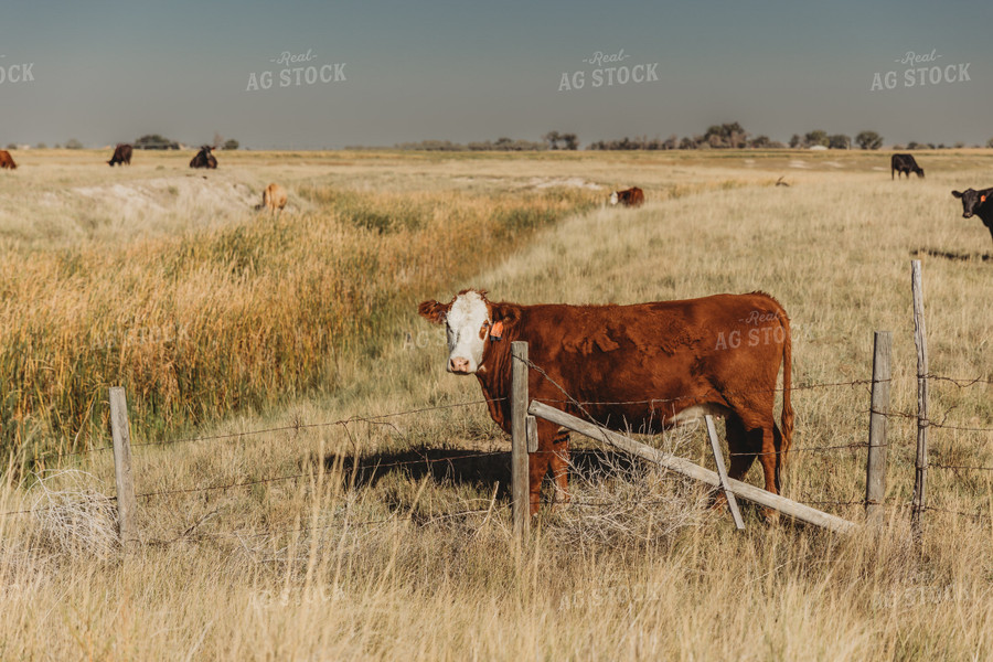 Cattle in Pasture 61112