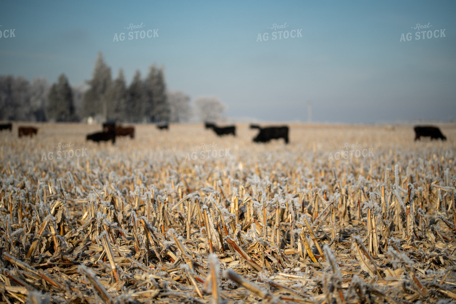 Cattle Grazing in Corn Stover 76270