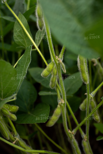 Soybean Pods  76278