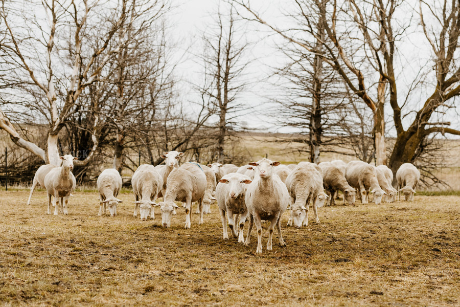 Sheep Grazing in Pasture 68146