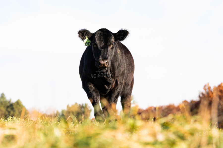 Black Angus Cow in Pasture 68158