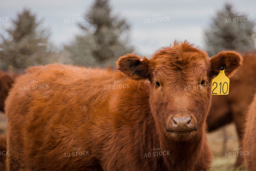 Red Angus Cow in Pasture 97102